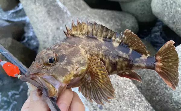 カサゴの穴釣り釣果レポート：26cm筆頭に10匹キャッチ【箕田消波ブロック帯・三重】
