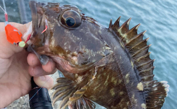 カサゴの穴釣り釣果レポート：26cm筆頭に10匹キャッチ【箕田消波ブロック帯・三重】
