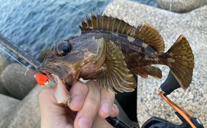 カサゴの穴釣り釣果レポート：26cm筆頭に10匹キャッチ【箕田消波ブロック帯・三重】