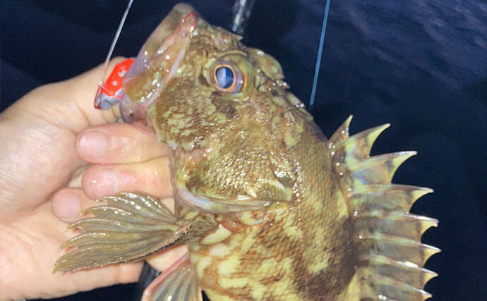 カサゴの穴釣り釣果レポート：26cm筆頭に10匹キャッチ【箕田消波ブロック帯・三重】