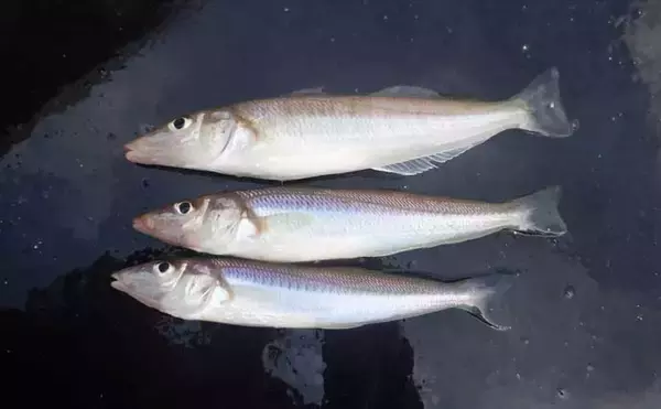 「夏を代表する魚「キス（シロギス）」を船で釣ろう！【タックル・仕掛け・エサ・釣り方を解説】」の画像