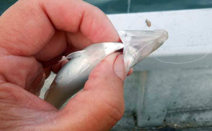 夏を代表する魚「キス（シロギス）」を船で釣ろう！【タックル・仕掛け・エサ・釣り方を解説】