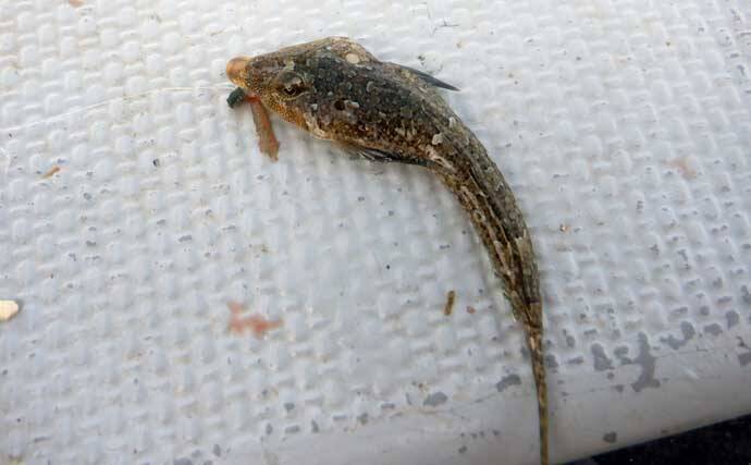 夏を代表する魚「キス（シロギス）」を船で釣ろう！【タックル・仕掛け・エサ・釣り方を解説】