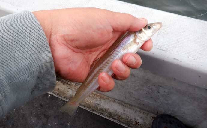 夏を代表する魚「キス（シロギス）」を船で釣ろう！【タックル・仕掛け・エサ・釣り方を解説】