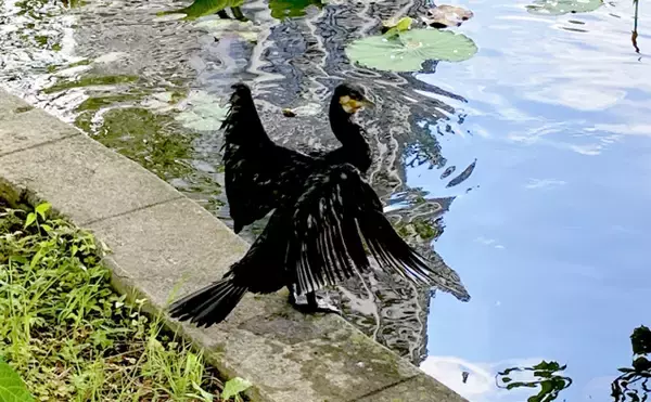 全国で「カワウ」による漁業被害が深刻化　原因は住処奪う河川工事？