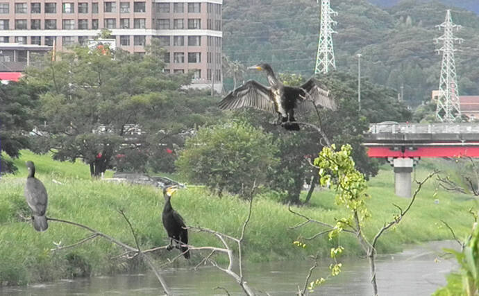 全国で「カワウ」による漁業被害が深刻化　原因は住処奪う河川工事？