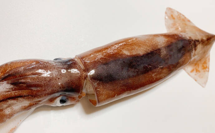 スルメイカの地方名は植物由来のものが多い 麦に松に薔薇まで 22年7月9日 エキサイトニュース