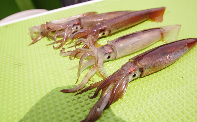 スルメイカの地方名は植物由来のものが多い 麦に松に薔薇まで 22年7月9日 エキサイトニュース 2 2