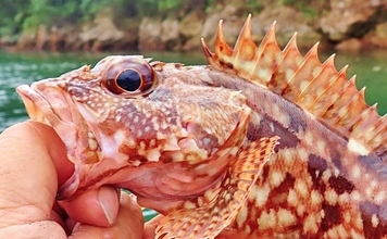 「使用ルアーは5gメタルジグのみ！」古和浦のSUPライトゲームで7魚種30匹キャッチ【三重】