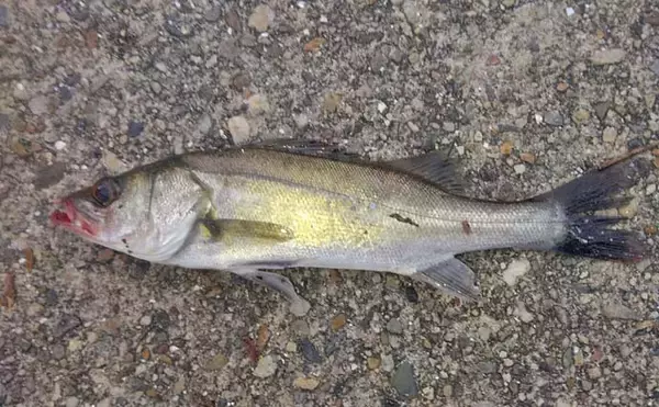 「碧南海釣り広場のサビキ釣りでサッパ爆釣！【愛知】ヒイラギ＆セイゴも登場」の画像