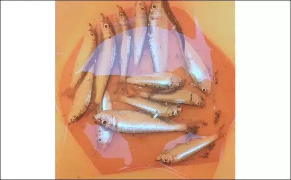 「碧南海釣り広場のサビキ釣りでサッパ爆釣！【愛知】ヒイラギ＆セイゴも登場」の画像