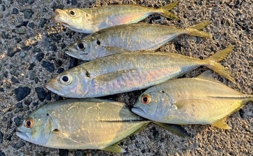 弘漁港の朝マヅメアジングで33cmの尺サイズ登場！【福岡】サバ乱舞の中で本命捕獲