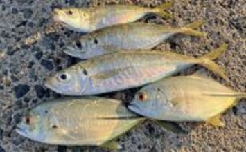 弘漁港の朝マヅメアジングで33cmの尺サイズ登場！【福岡】サバ乱舞の中で本命捕獲