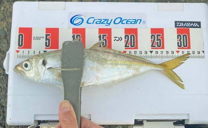 弘漁港の朝マヅメアジングで33cmの尺サイズ登場！【福岡】サバ乱舞の中で本命捕獲