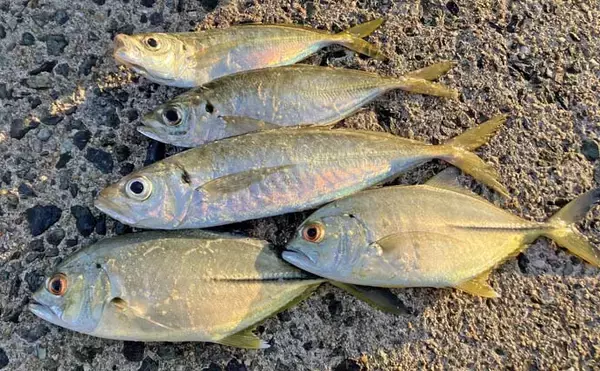 「弘漁港の朝マヅメアジングで33cmの尺サイズ登場！【福岡】サバ乱舞の中で本命捕獲」の画像