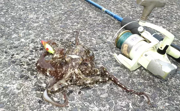 「「4つのタイプから選べば間違いなし！」 初めての海用釣り竿（ロッド）購入ガイド」の画像