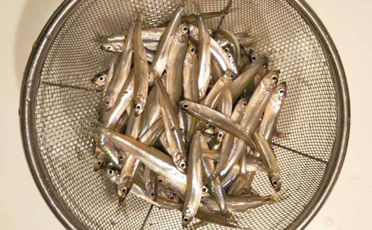 余呉湖のワカサギ釣りで本命1匹 終盤のフィーバータイムで追加成功 22年2月28日 エキサイトニュース