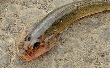 名港貯木場のウキ釣りでハゼ25匹キャッチ!【愛知】セイゴ交じりで手応え十分