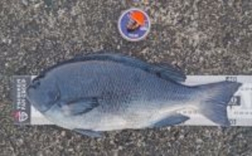 三宅島のウキフカセ釣りで42cm良型メジナを手中！【東京】夕マヅメに好機到来