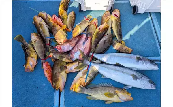 「【沖のルアー釣果速報】玄界灘のタイラバで3kg大ダイ浮上！アコウ＆アマダイ交じりの好展開（福岡）」の画像