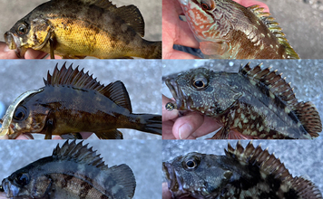 「海が濁ると魚が釣れる」を検証してみた　内房ライトゲームでメバルにカサゴ爆釣！