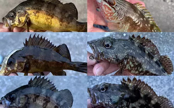 「海が濁ると魚が釣れる」を検証してみた　内房ライトゲームでメバルにカサゴ爆釣！