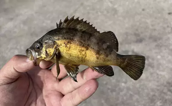 「「海が濁ると魚が釣れる」を検証してみた　内房ライトゲームでメバルにカサゴ爆釣！」の画像