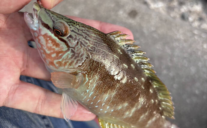 「海が濁ると魚が釣れる」を検証してみた　内房ライトゲームでメバルにカサゴ爆釣！