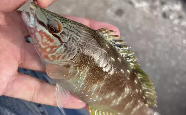 「「海が濁ると魚が釣れる」を検証してみた　内房ライトゲームでメバルにカサゴ爆釣！」の画像