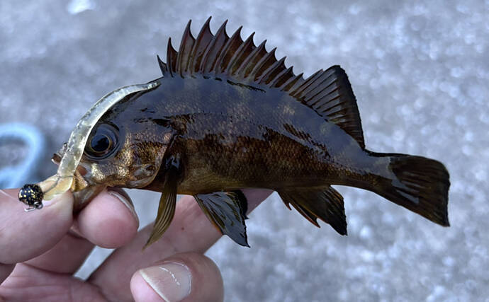 「海が濁ると魚が釣れる」を検証してみた　内房ライトゲームでメバルにカサゴ爆釣！