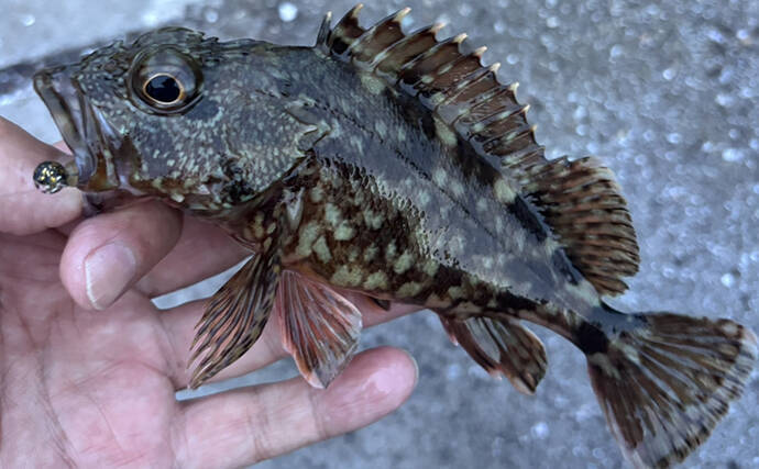 「海が濁ると魚が釣れる」を検証してみた　内房ライトゲームでメバルにカサゴ爆釣！