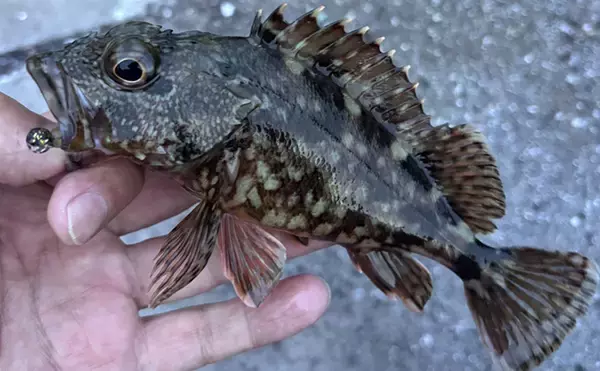 「「海が濁ると魚が釣れる」を検証してみた　内房ライトゲームでメバルにカサゴ爆釣！」の画像