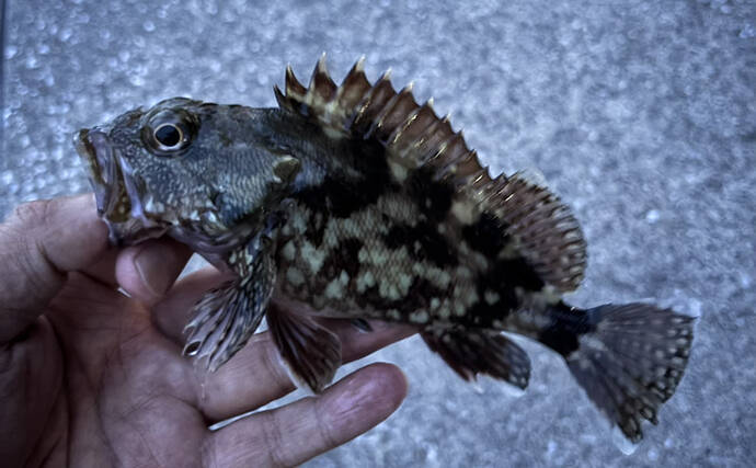 「海が濁ると魚が釣れる」を検証してみた　内房ライトゲームでメバルにカサゴ爆釣！