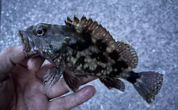 「「海が濁ると魚が釣れる」を検証してみた　内房ライトゲームでメバルにカサゴ爆釣！」の画像