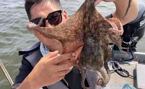 一色魚市場に並ぶ魚介類から【7月の奥伊勢湾の釣りもの】を考察してみた