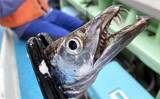 「一色魚市場に並ぶ魚介類から【7月の奥伊勢湾の釣りもの】を考察してみた」の画像11