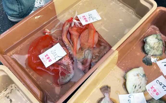 一色魚市場に並ぶ魚介類から【7月の奥伊勢湾の釣りもの】を考察してみた