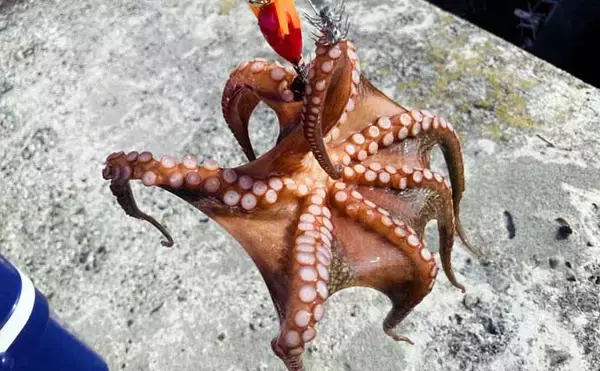 「一色魚市場に並ぶ魚介類から【7月の奥伊勢湾の釣りもの】を考察してみた」の画像