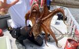 「一色魚市場に並ぶ魚介類から【7月の奥伊勢湾の釣りもの】を考察してみた」の画像5