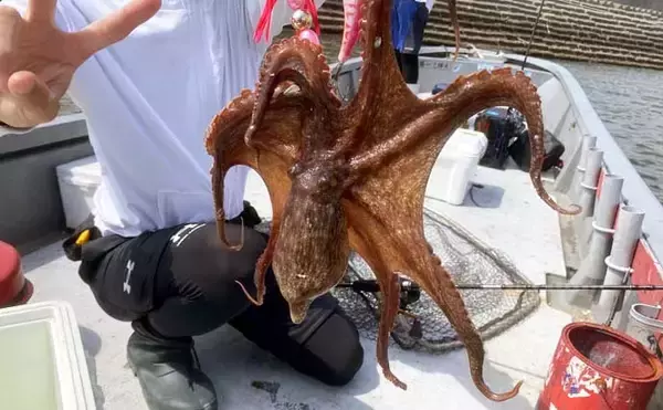 「一色魚市場に並ぶ魚介類から【7月の奥伊勢湾の釣りもの】を考察してみた」の画像