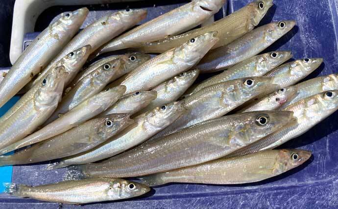 一色魚市場に並ぶ魚介類から【7月の奥伊勢湾の釣りもの】を考察してみた