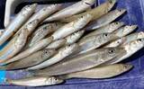 「一色魚市場に並ぶ魚介類から【7月の奥伊勢湾の釣りもの】を考察してみた」の画像6