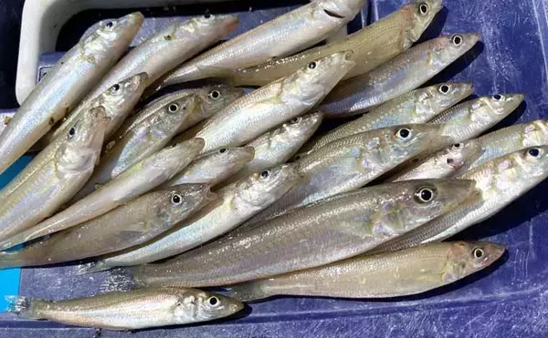 「一色魚市場に並ぶ魚介類から【7月の奥伊勢湾の釣りもの】を考察してみた」の画像