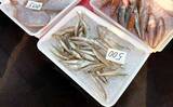 「一色魚市場に並ぶ魚介類から【7月の奥伊勢湾の釣りもの】を考察してみた」の画像7