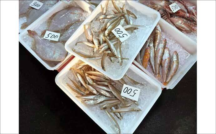 一色魚市場に並ぶ魚介類から【7月の奥伊勢湾の釣りもの】を考察してみた