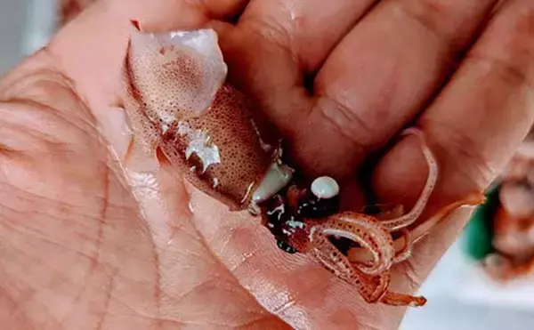 プロが教える【ホタルイカ】の目利き　透明感あっても生食は危険？