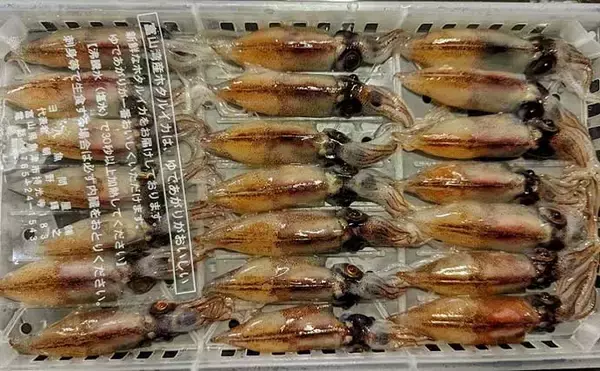 「プロが教える【ホタルイカ】の目利き　透明感あっても生食は危険？」の画像