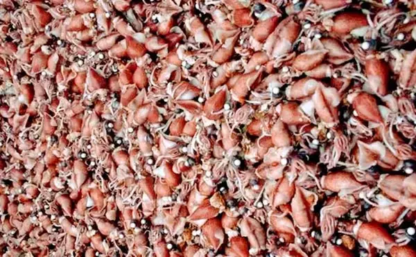 「プロが教える【ホタルイカ】の目利き　透明感あっても生食は危険？」の画像