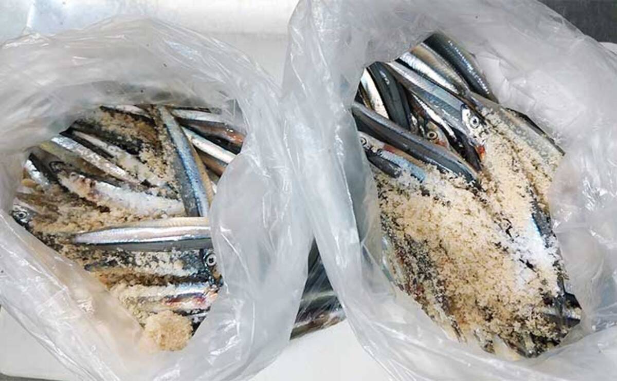 人気急上昇 スナイパー生ｍ オキアミ サシエサ 冷凍 Supplystudies Com