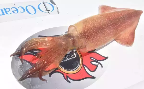 「電動タイラバ釣行で乗っ込み大ダイ攻略　仕掛けひと工夫でゲストも連発」の画像